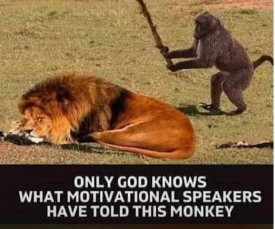 lion_monkey